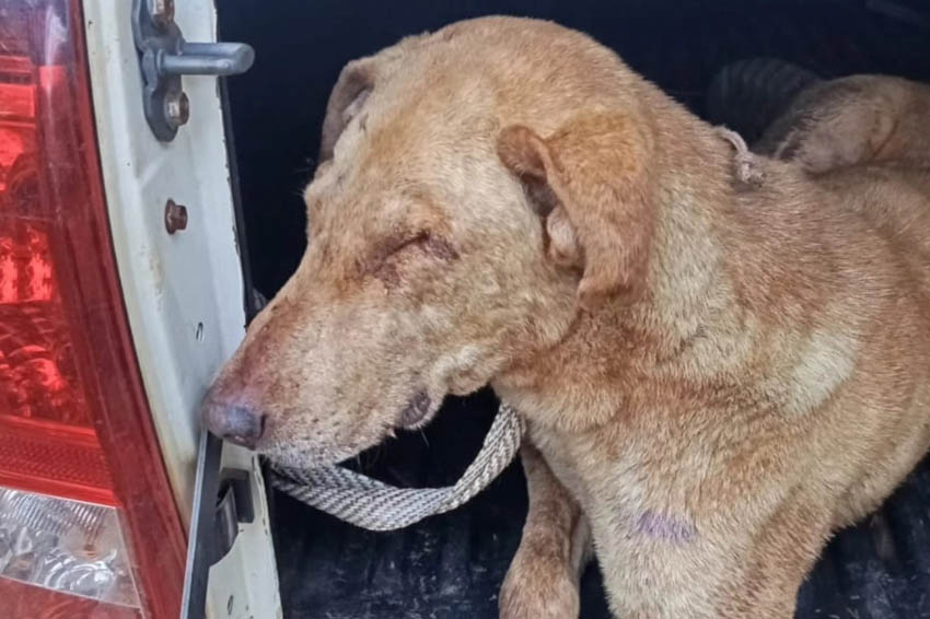 ELDORADO: Detienen a tres hombres con perros desnutridos presuntamente usados para caza furtiva