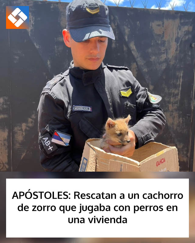 APÓSTOLES: Rescatan a un cachorro de zorro que jugaba con perros en una vivienda