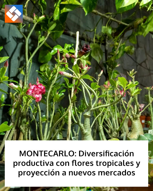 MONTECARLO: Diversificación productiva con flores tropicales y proyección a nuevos mercados