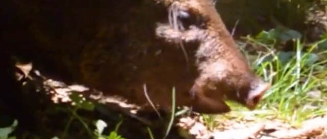 Siete pecaríes de collar rehabilitados fueron liberados en un área protegida de Misiones