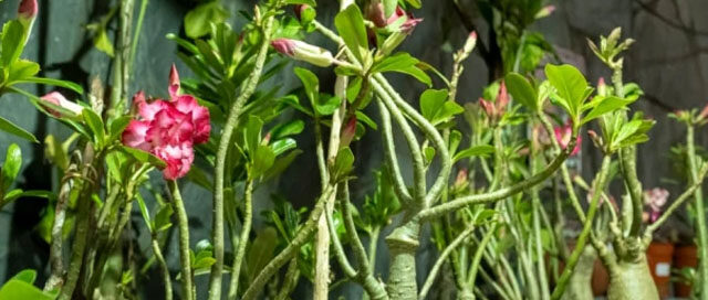 MONTECARLO: Diversificación productiva con flores tropicales y proyección a nuevos mercados