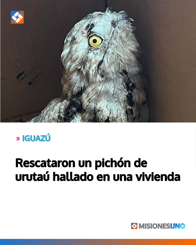 Rescataron un pichón de urutaú hallado en una vivienda
